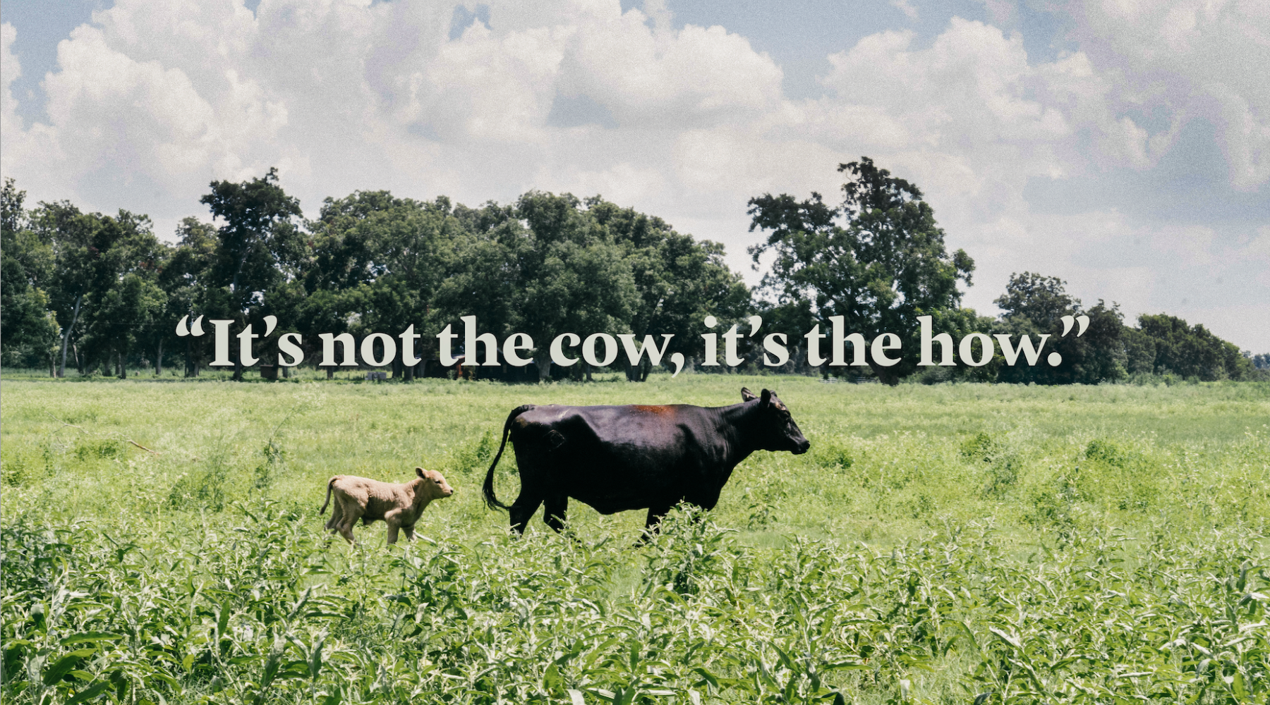 Beef Can Save the Planet